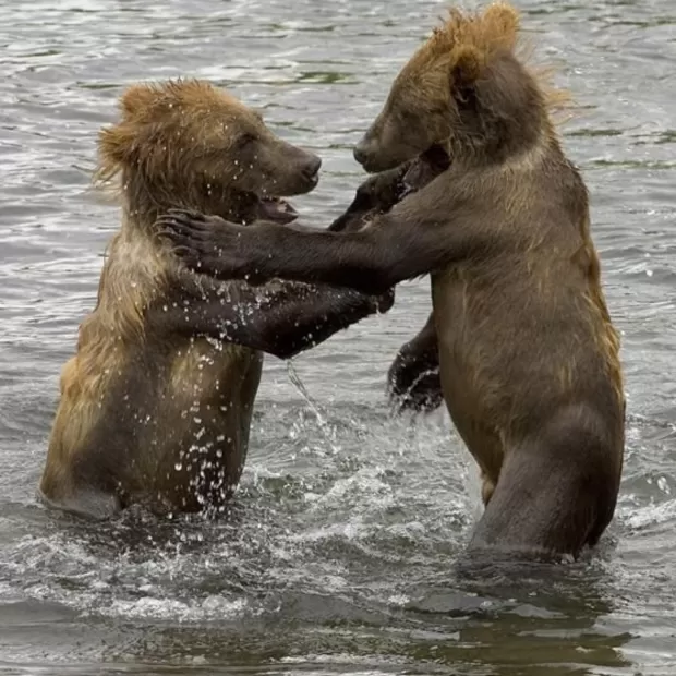 cubrecarter tenere 700