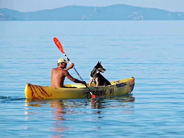 llevar perro en moto